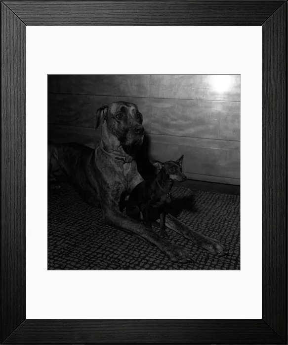 Framed Print : BARBARA WOODHOUSEs GREAT DANE -JUNIA- 1964 Y2K