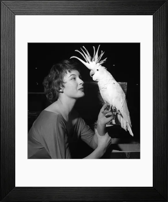 Framed Print : National Cage Bird Exhibition 1956 at Olympia Birds - Sulphur Crested Cockatoo