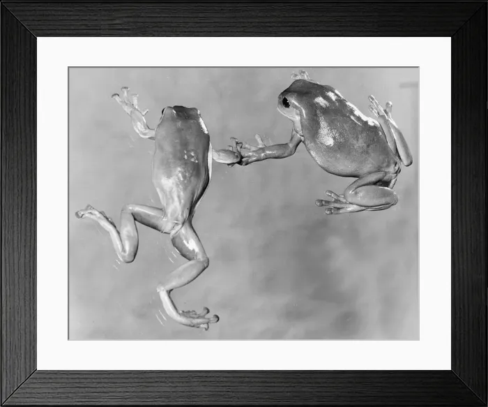 Framed Print : Tree frogs February 1980 Framed Print : Tree frogs February 1980