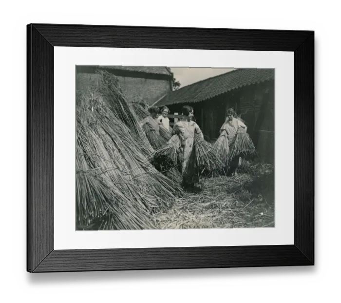 Framed Print : Norfolk Girls preparing rushes for basket and matt weaving August 1934