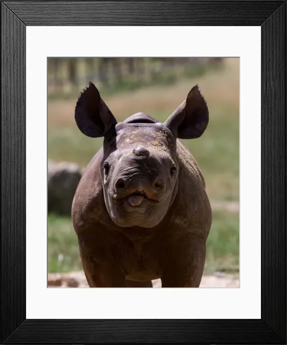 Framed Print : Rare black rhino born at Port Lympe Zoo she is six weeks old Framed Print : Rare black rhino born at Port Lympe Zoo she is six weeks old