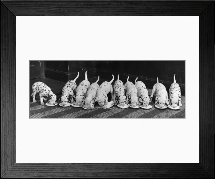 Framed Print : Dalmatian Puppy peeps over a large wicker basket Animals Dogs Puppies