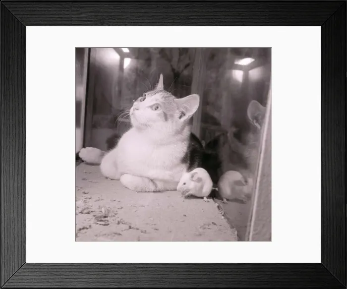 Framed Print : Cat and mouse seen here at the National Bird Show August 1958 A©Mirrorpix Framed Print : Cat and mouse seen here at the National Bird Show August 1958 A©Mirrorpix