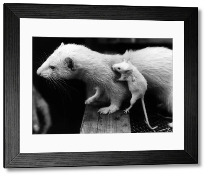 Framed Print : A Ferret with a baby mouse clutching on to its back 1973 The mouse had been Framed Print : A Ferret with a baby mouse clutching on to its back 1973 The mouse had been