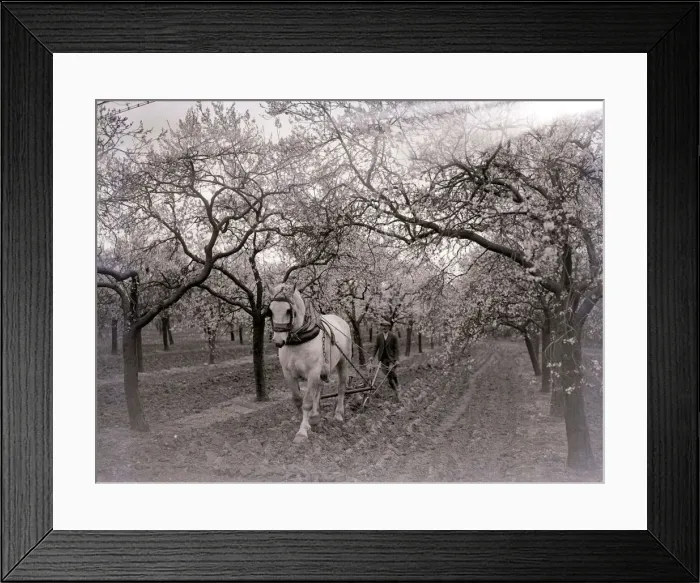 Framed Print : Fruit farmerploughing the fields with a plough horse Circa 1920 A©Mirrorpix