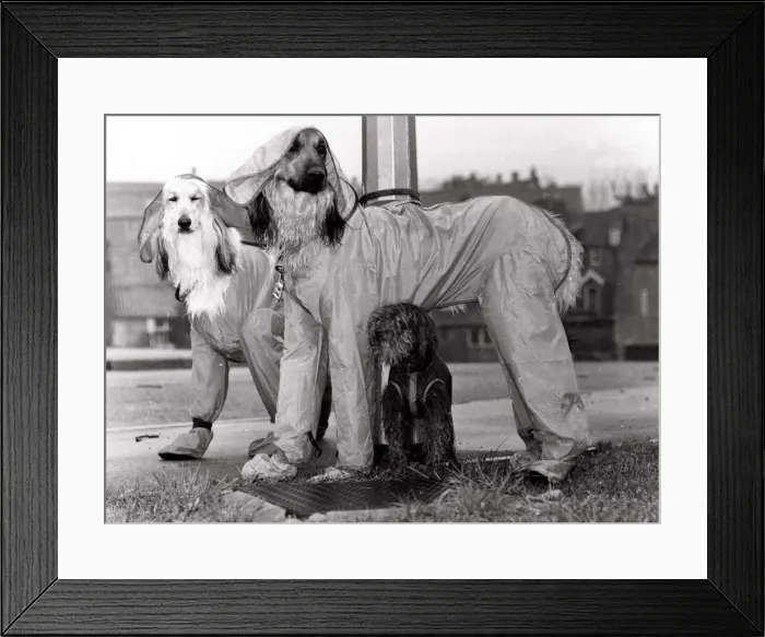 Framed Print : Afghan hounds cinderella and Oliver wearing showerproof trouser suits boots Framed Print : Afghan hounds cinderella and Oliver wearing showerproof trouser suits boots
