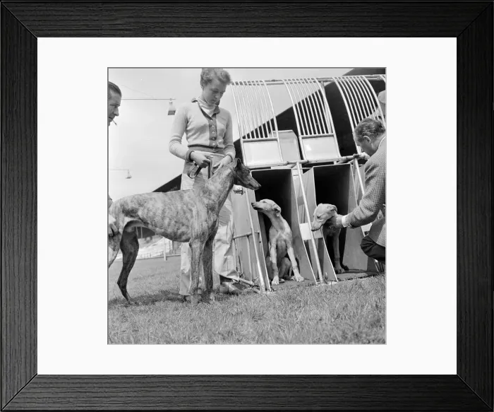 Framed Print : Greyhound puppies at Wembly stadium at the start of their training seen here in
