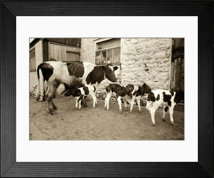Framed Print : Cow gives birth to quads February 1967 A©Mirrorpix Framed Print : Cow gives birth to quads February 1967 A©Mirrorpix