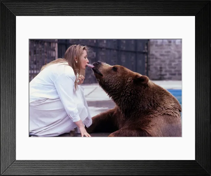 Framed Print : Maggie Robin feeding Hercules the Bear orally May 1989