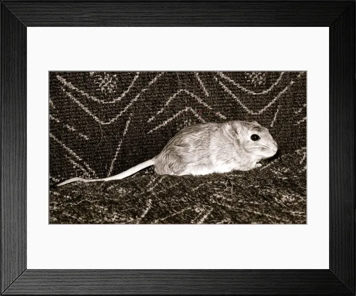 Framed Print : Gerbil September 1966 A©Mirrorpix Framed Print : Gerbil September 1966 A©Mirrorpix