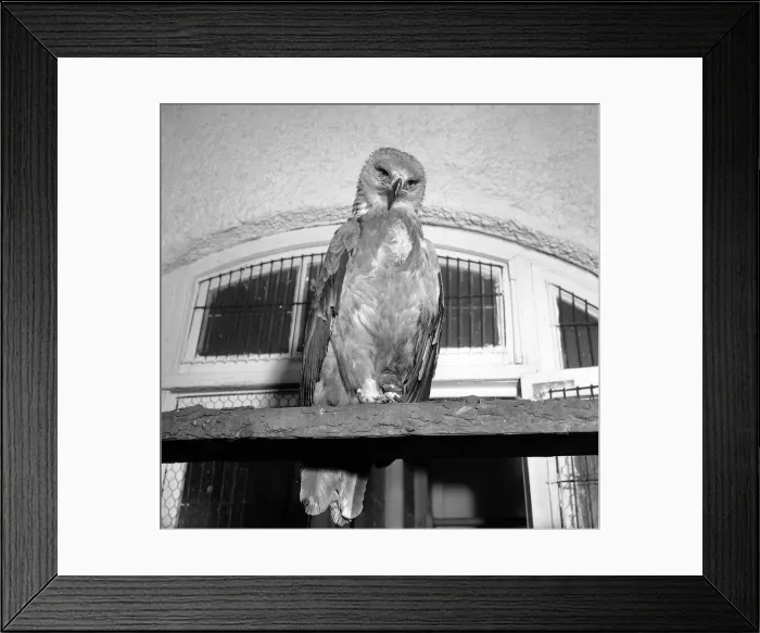 Framed Print : Birds Eagles Lost Eagle October 1965 This one footed Eagle Framed Print : Birds Eagles Lost Eagle October 1965 This one footed Eagle