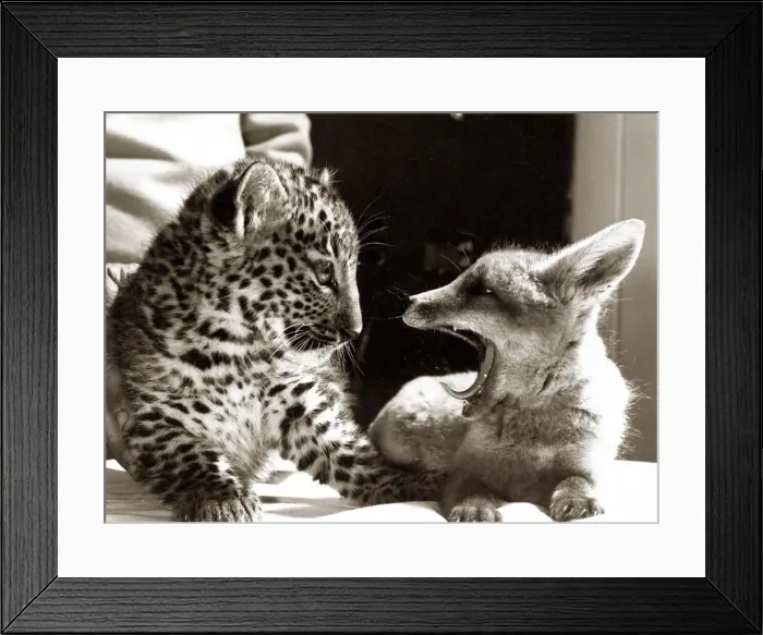Framed Print : Pipp the orphaned fox yawning as he cuddles up to his new friend Jimbo the leopard Framed Print : Pipp the orphaned fox yawning as he cuddles up to his new friend Jimbo the leopard