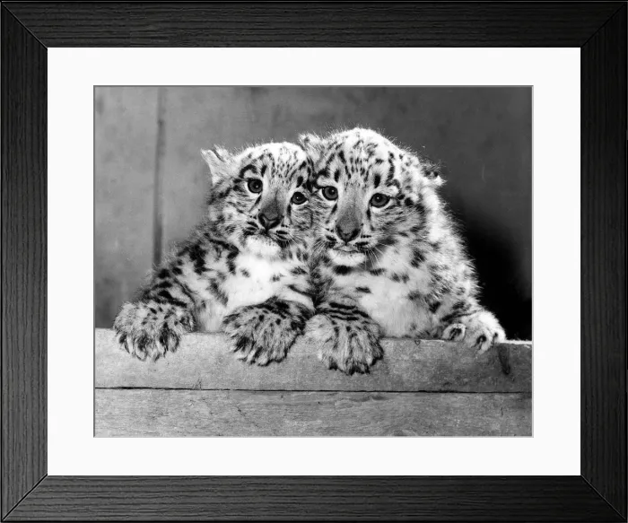Framed Print : Animal Leopard February 1986 Eva and Becker the (twin cubs Framed Print : Animal Leopard February 1986 Eva and Becker the (twin cubs