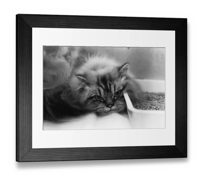 Framed Print : The National Cat Club Championship Show 1984 at Olympia A©Mirrorpix Framed Print : The National Cat Club Championship Show 1984 at Olympia A©Mirrorpix
