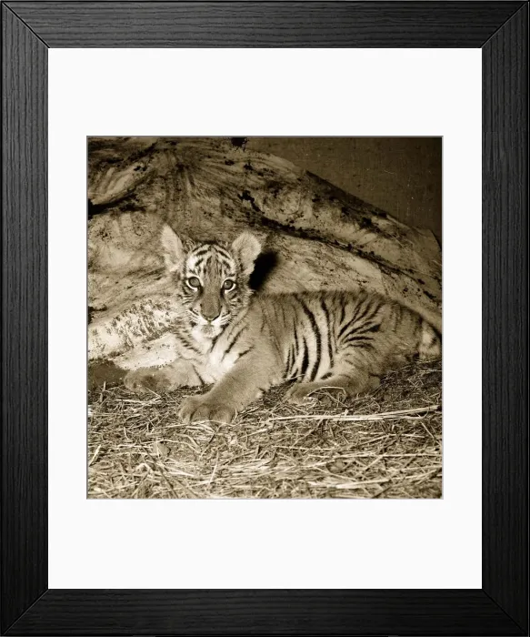 Framed Print : Tiger Cub ITV appearance. Tiger lying down, staring up June 1956 Framed Print : Tiger Cub ITV appearance. Tiger lying down, staring up June 1956