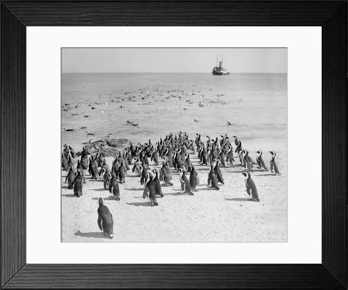 Framed Print : Birds Penguins on the beach on Penguin Island, Dassen Island near South Africa Framed Print : Birds Penguins on the beach on Penguin Island, Dassen Island near South Africa