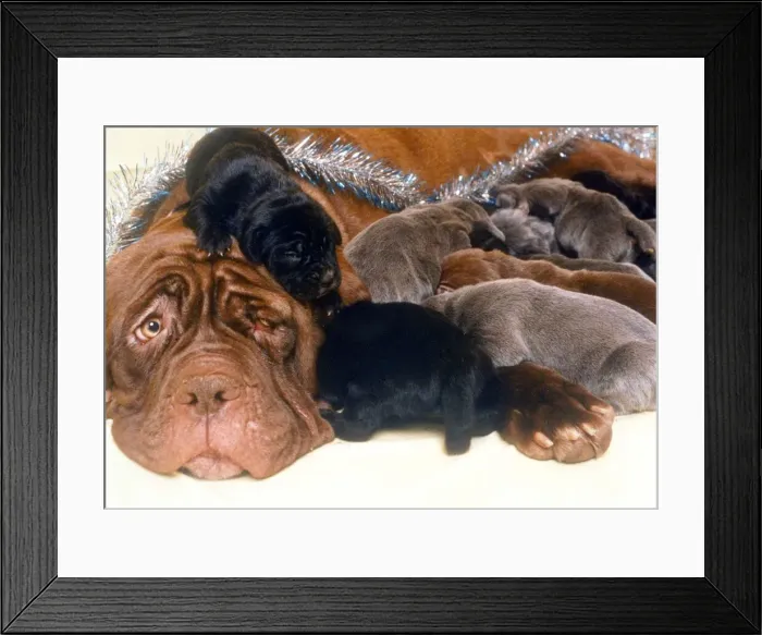 Framed Print : A Neopolita Mastife with puppies December 1994 A©Mirrorpix Framed Print : A Neopolita Mastife with puppies December 1994 A©Mirrorpix