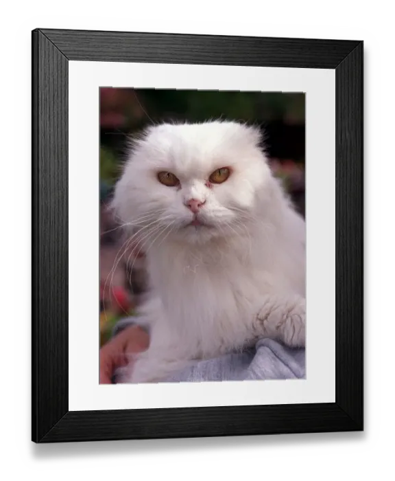 Framed Print : Pixie the Cat September 1999 Diane Palmer from Wolverhampton rescued the flea Framed Print : Pixie the Cat September 1999 Diane Palmer from Wolverhampton rescued the flea