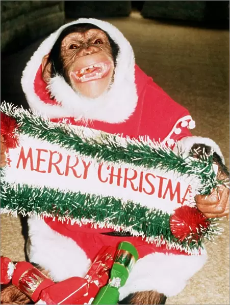 Suzie the Chimp dressed up as Santa Claus Father Christmas Monkey Chimpanzee