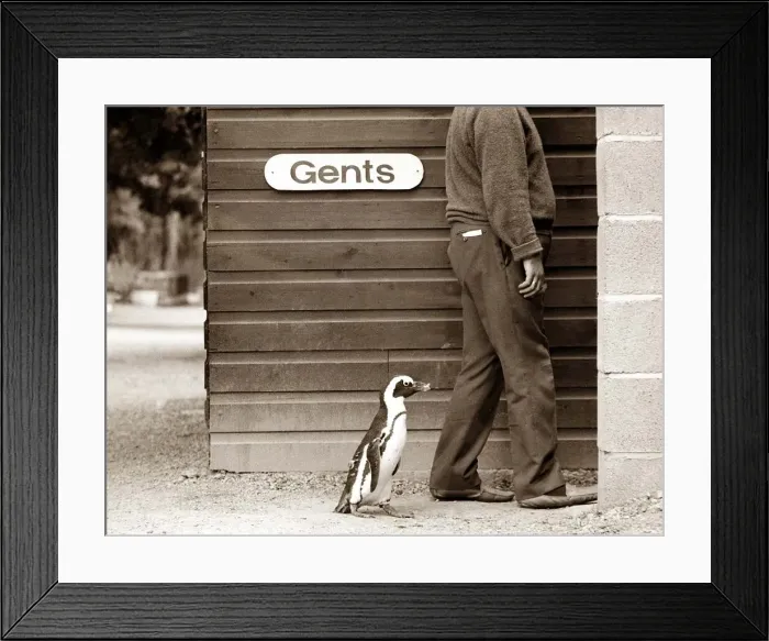 Framed Print : Percy Penguin resident of Drayton Manor Park Zoo at Tamworth following Zoo Keeper into