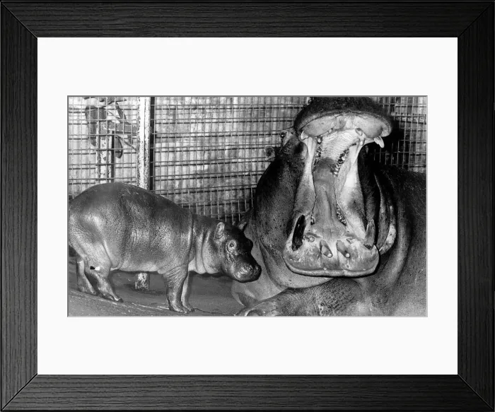 Framed Print : Baby Samanthat has a long way to go before shes got a mouth as big as her mun Framed Print : Baby Samanthat has a long way to go before shes got a mouth as big as her mun