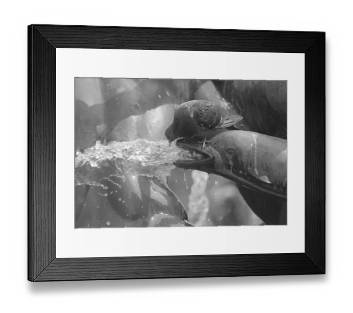 Framed Print : Trafalgar Square London Birds Pigeons July 1983 A pigeon sitting on a Dolphin Framed Print : Trafalgar Square London Birds Pigeons July 1983 A pigeon sitting on a Dolphin