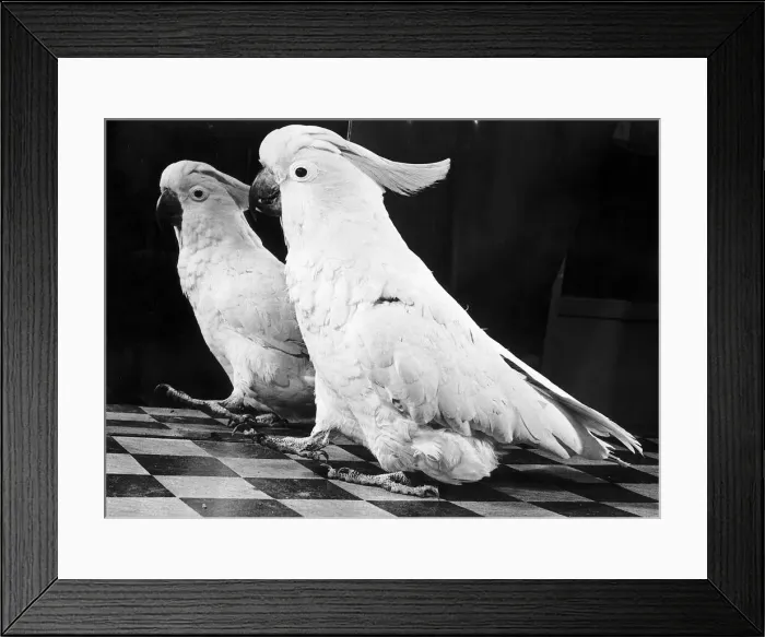 Framed Print : Sulphur crested Cockatoo looking in mirror 1953 Framed Print : Sulphur crested Cockatoo looking in mirror 1953