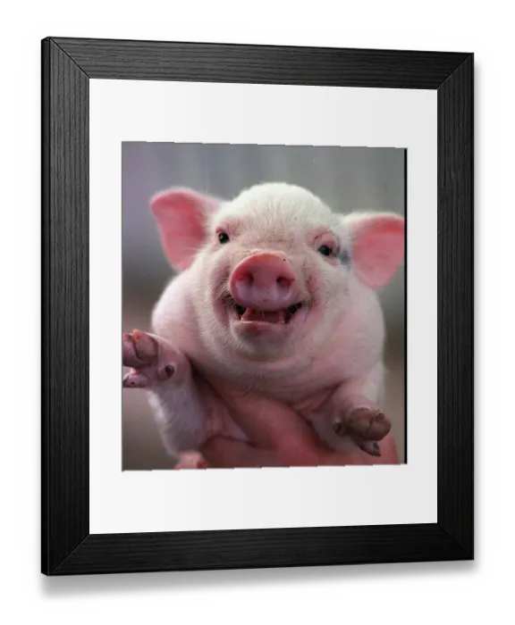 Framed Print : A young pot-bellied pig born at Glasgow Zoo on the day of the Scotland Norway World Cup