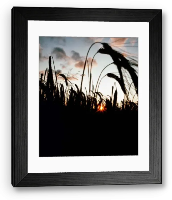 Framed Print : Barley used in the production of Whisky ready for harvesting Framed Print : Barley used in the production of Whisky ready for harvesting