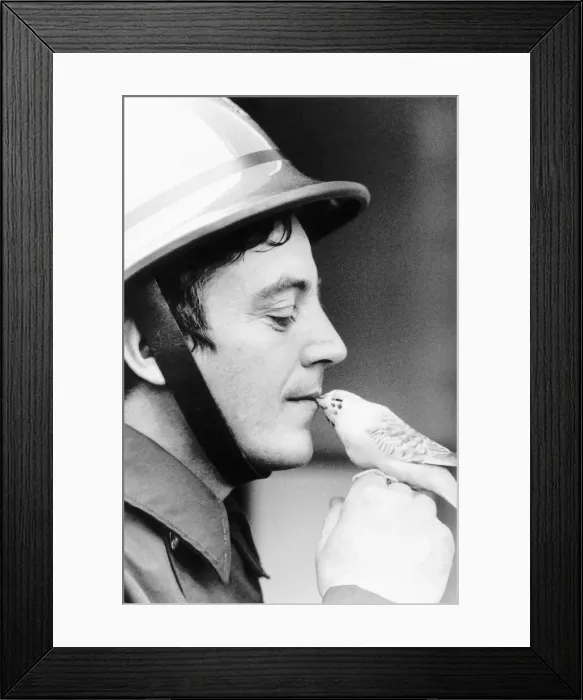 Framed Print : Fireman Ken Markell who gave kiss of life to budgie 1988 Framed Print : Fireman Ken Markell who gave kiss of life to budgie 1988