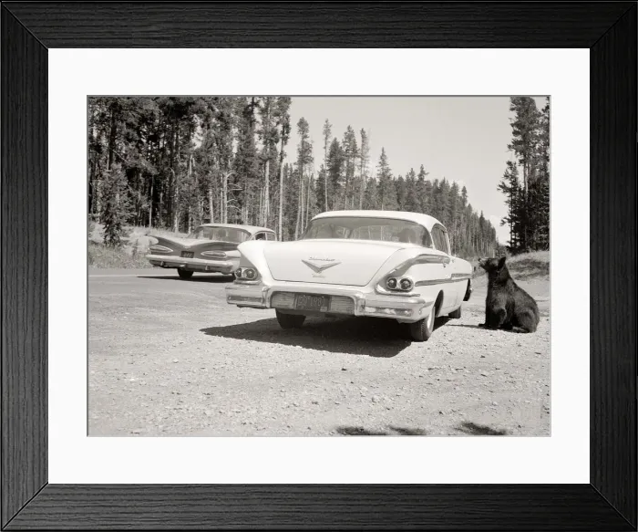 Framed Print : Grizzly Bears waiting beside the roadside in the Yellowstone National Park Wyoming USA
