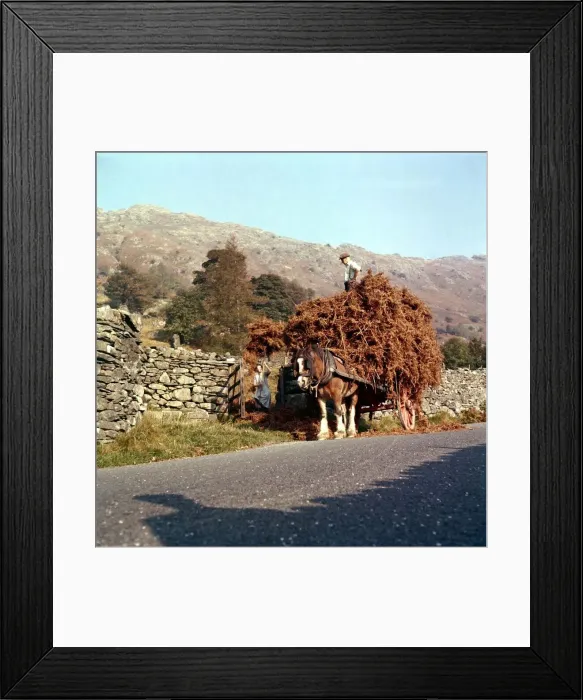 Framed Print : Bracken gathering in Langdale Westmoreland October 1961 Framed Print : Bracken gathering in Langdale Westmoreland October 1961