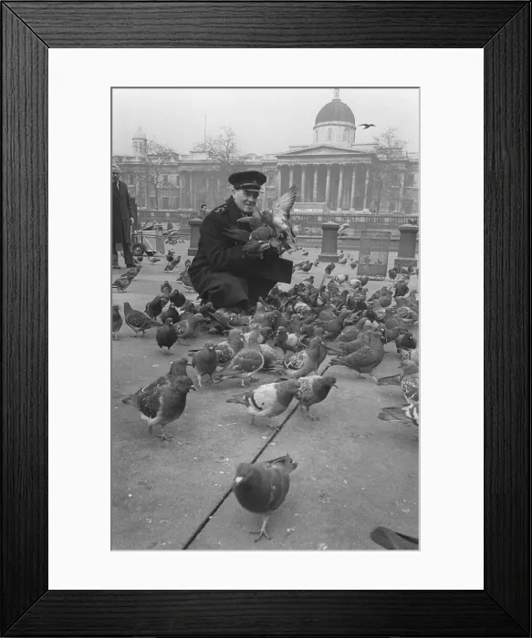 Framed Print : Birds Pigeons Trafalgar Square London November 1962 RSPCA Chief Inspector Bill