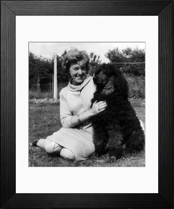Framed Print : Renee Short Labour Candidate with Feathers one of her show Poodles