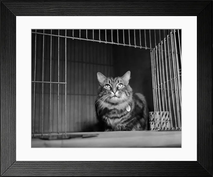 Framed Print : Cats and Kittens in their show cages at the 1951 National Cat Show at Olympia Framed Print : Cats and Kittens in their show cages at the 1951 National Cat Show at Olympia