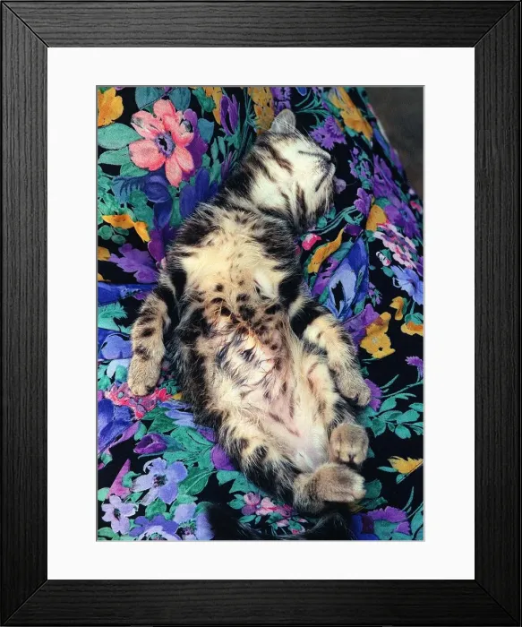 Framed Print : Cats Kitten Sleeping Framed Print : Cats Kitten Sleeping