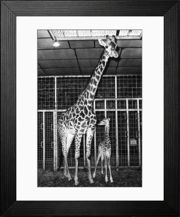 Framed Print : Animals - Giraffe - Mar 1969 Richie - the baby giraffe and mother at Chester Zoo