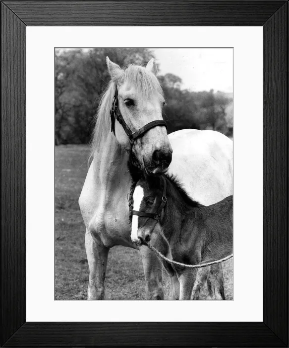 Framed Print : Animal Horses May 1984 Framed Print : Animal Horses May 1984