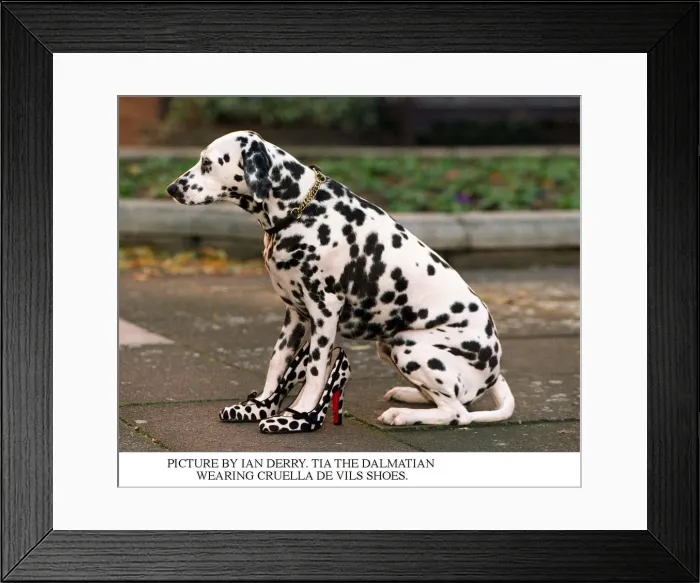 Framed Print : Tia the Dalmatian wearing Cruella De Vils shoes Framed Print : Tia the Dalmatian wearing Cruella De Vils shoes