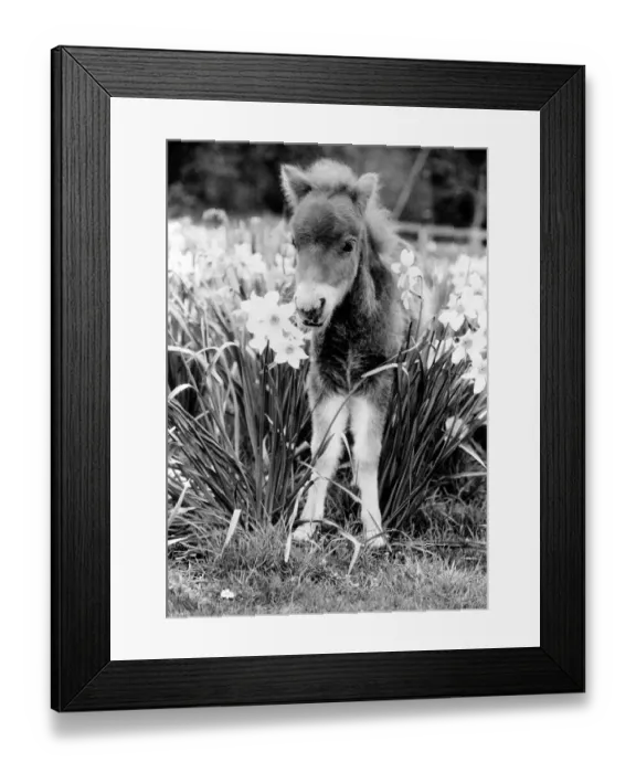Framed Print : Animal Horses November 1986 A Falabella Minature horse standing tall among Framed Print : Animal Horses November 1986 A Falabella Minature horse standing tall among