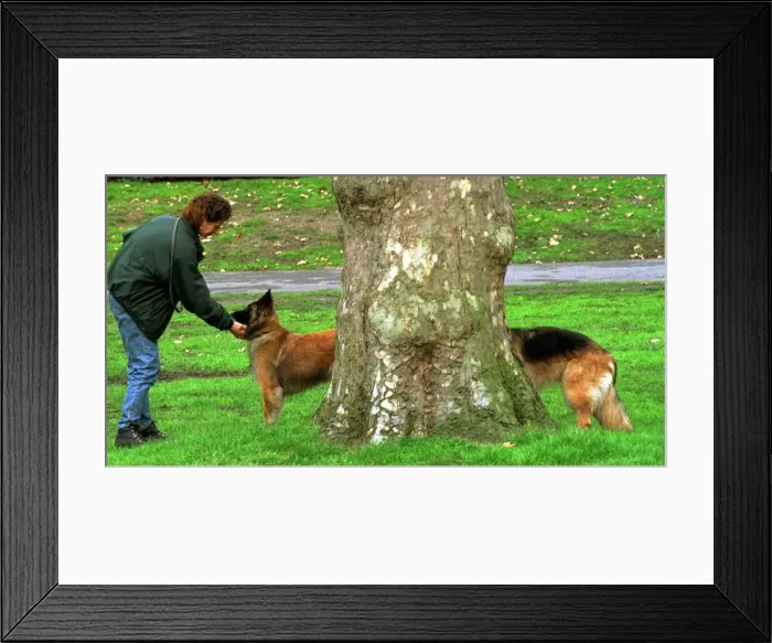 Framed Print : The picture shows Well ard and Saracen linking up behind a tree in a London park to