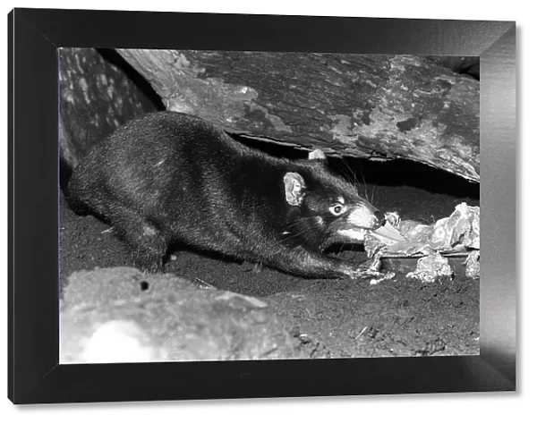 Tasmanian Devil at London Zoo January 1980