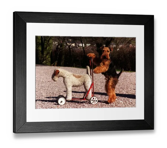 Framed Print : Mel the Welsh Terrier named after the Hollywood movie star Mel Gibson is the 1998 Crufts