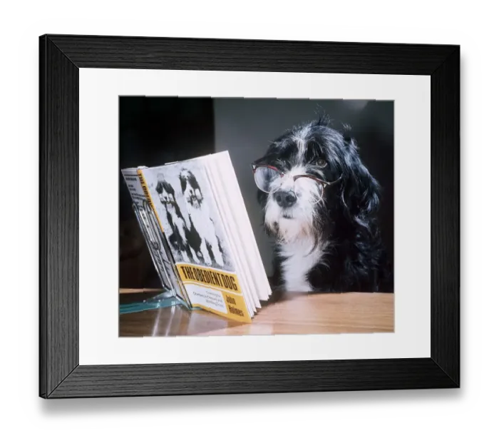 Framed Print : Ben the obedient dog reading a book - February 1976