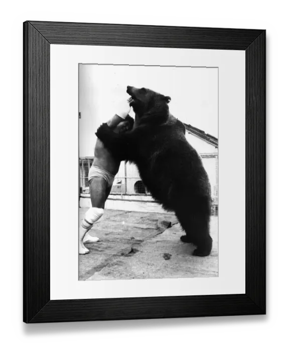 Framed Print : Andy Robin wrestler with Hercules the bear 1979
