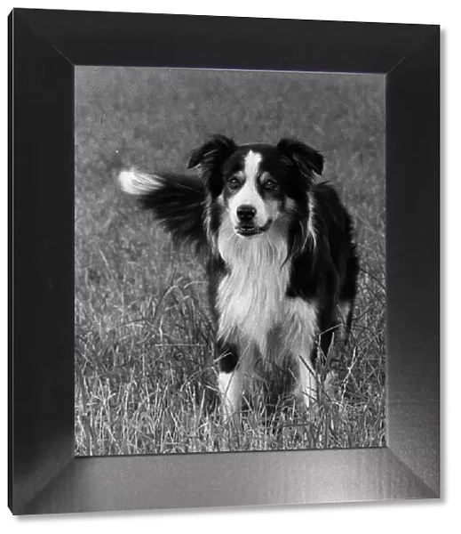 Animal Dog Collie in the field August 1976