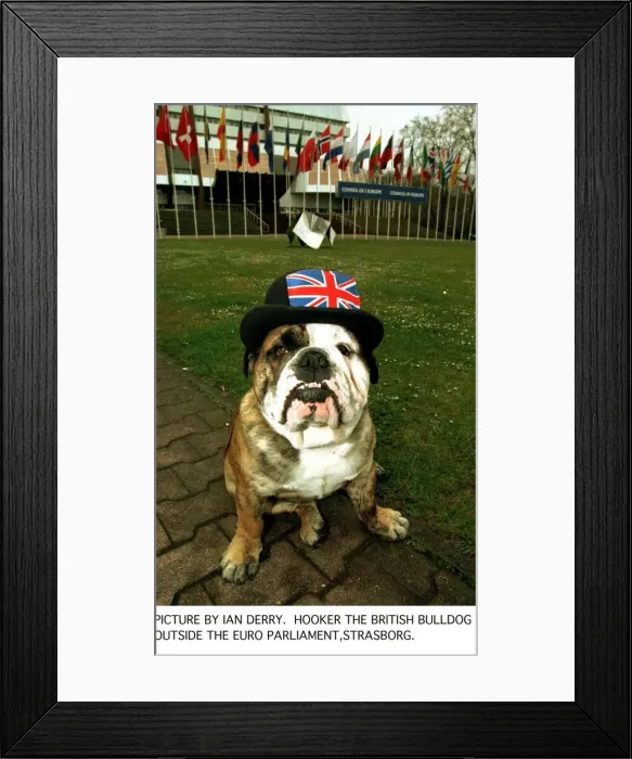 Framed Print : Eurocrat try to ban Bulldog Breed because it has too many physical defects Framed Print : Eurocrat try to ban Bulldog Breed because it has too many physical defects