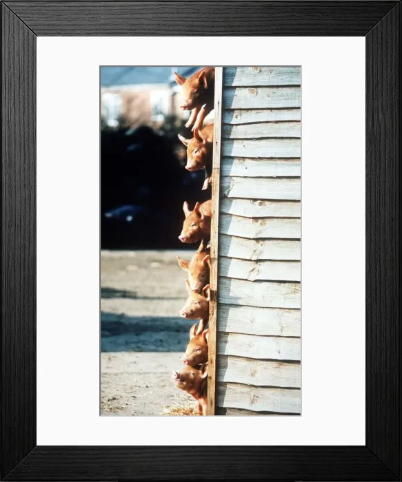 Framed Print : Animals Pigs Piglets February 1996 Seven rare tamworth piglets joined the farm park Framed Print : Animals Pigs Piglets February 1996 Seven rare tamworth piglets joined the farm park