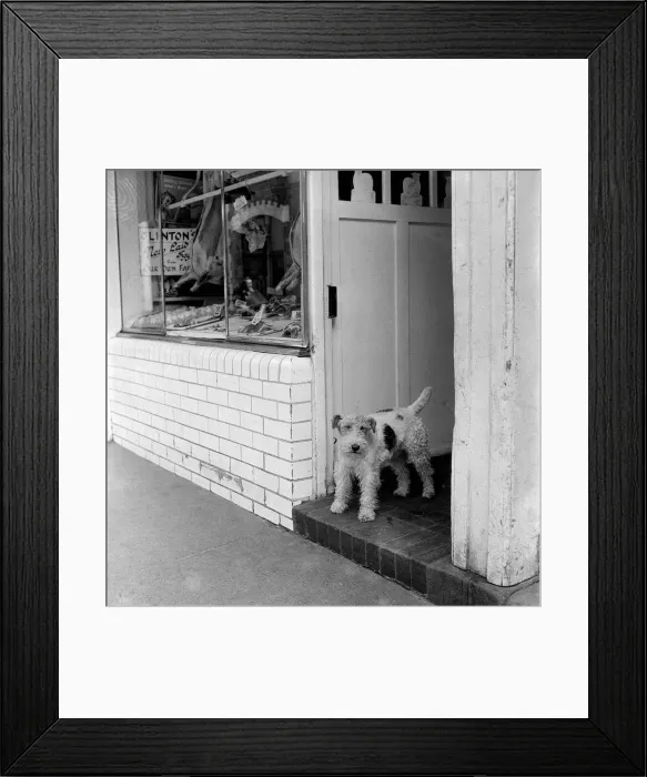 Framed Print : Animal Dog November 1954 The butchers dog Framed Print : Animal Dog November 1954 The butchers dog