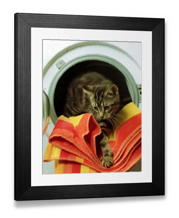 Framed Print : Tommy a Tabby Cat September 1999 a kitten which survived for 40 minutes in a Framed Print : Tommy a Tabby Cat September 1999 a kitten which survived for 40 minutes in a
